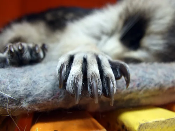 Raccoons Paw — Stock Photo, Image
