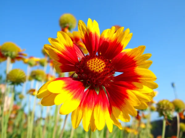 Flor rojo-amarilla — Foto de Stock