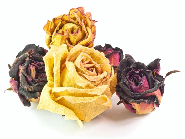 stock image The isolated red and yellow roses