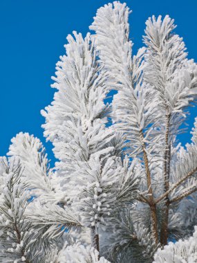 hoarfrost üzerinde bir çam