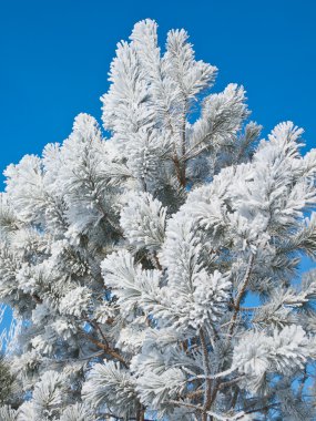 hoarfrost üzerinde bir çam