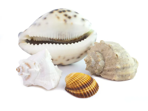 The isolated seashells — Stock Photo, Image