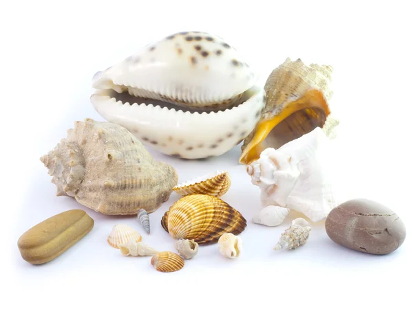 stock image The isolated seashells