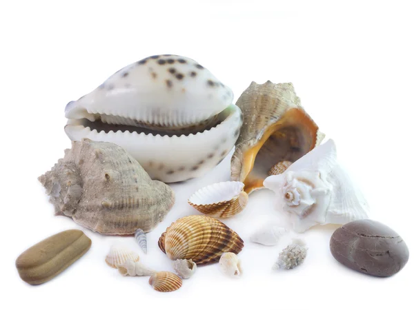 stock image The isolated seashells