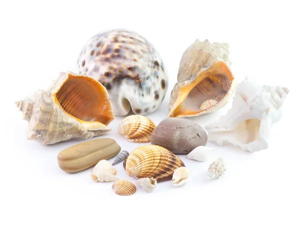 stock image The isolated seashells
