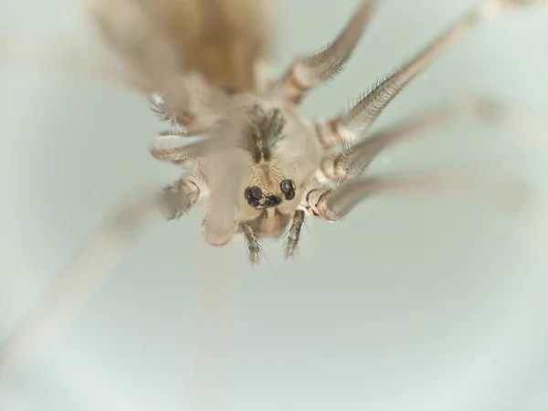 Μακροεντολή φωτογραφία μιας αράχνης — Φωτογραφία Αρχείου