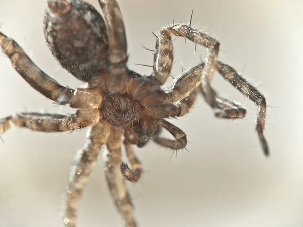 Macro Photo of a spider — Stock Photo, Image