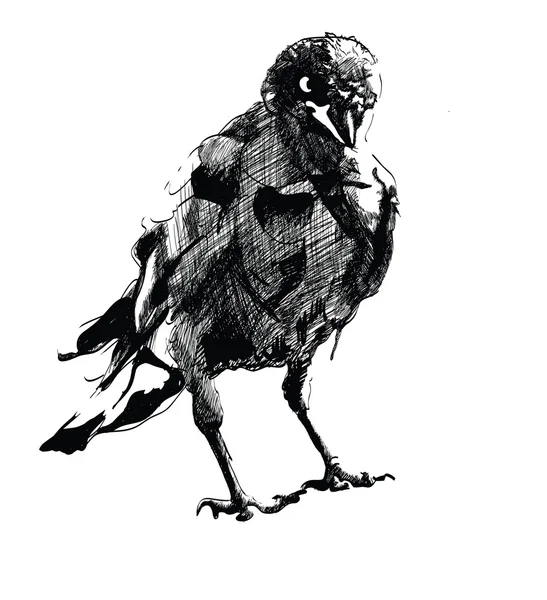 Pájaro negro — Vector de stock