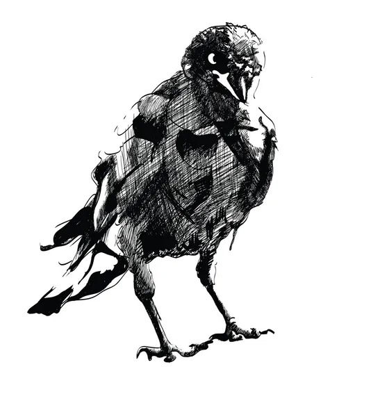 Czarny ptak Wektor Stockowy