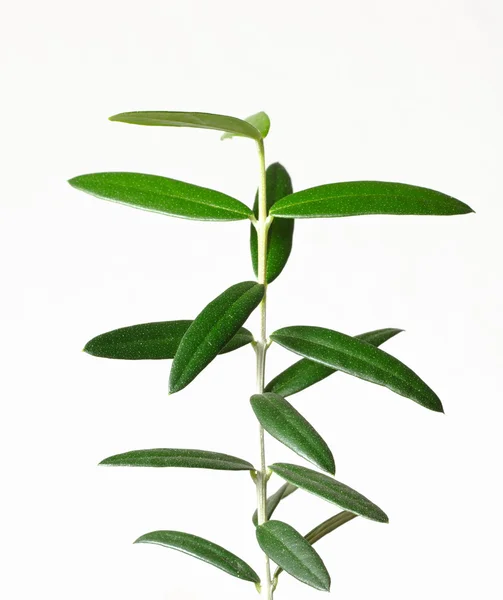 Olivenbäumchen — Stockfoto