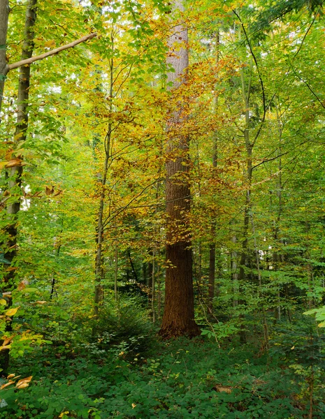 Barvy v lese — Stock fotografie