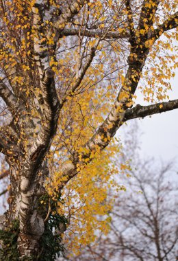 Huş ağacı dalı Güz