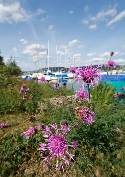 Flowers on lake shore — Stock Photo, Image