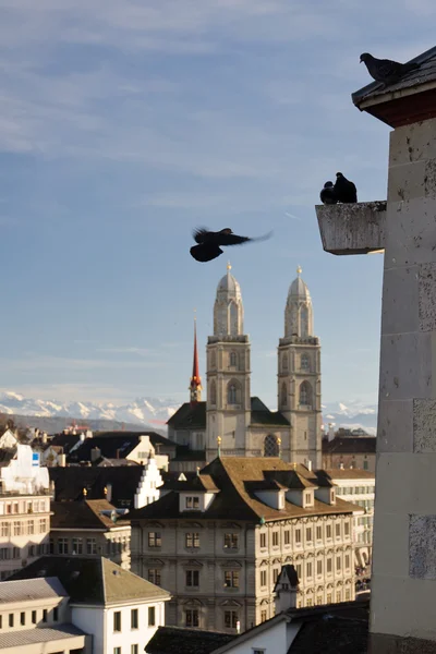 Duiven en centrum van de stad Zürich — Stockfoto