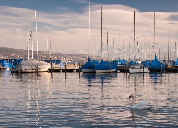 Swan a lodě na Curyšské jezero Stock Snímky