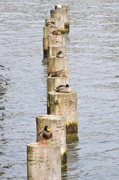 Canards sur les poteaux — Photo