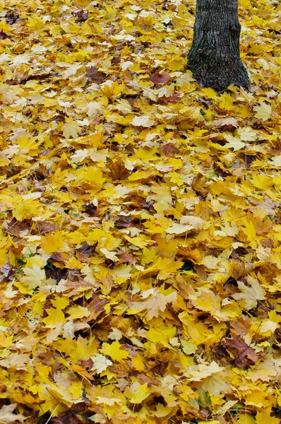 stock image Yellow leaves and a trunk