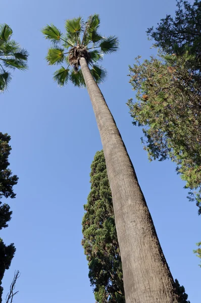 Palmboom van onderen — Stockfoto