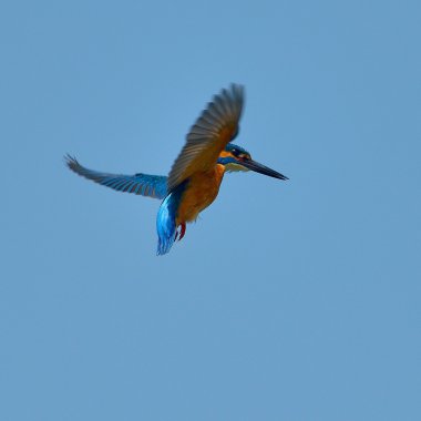 Kingfisher uçuş (alcedo şuna)
