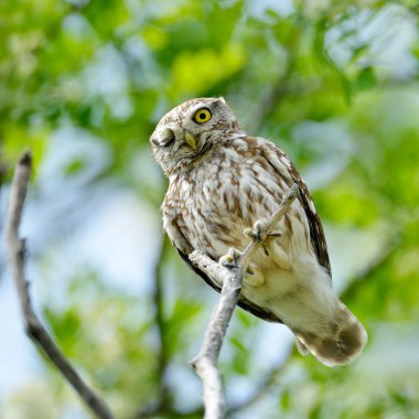 Doğal ortamdaki küçük baykuş (Athene noctua)