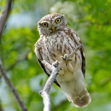 The little owl in natural habitat (Athene noctua) clipart