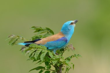 Avrupa silindir (coracias garrulus) açık