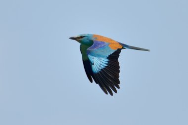 Uçuş içinde Avrupa roller (coracias garrulus)