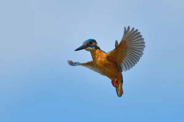 Kingfisher in flight (alcedo at this ) — стоковое фото