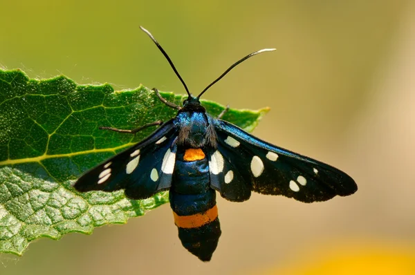 Відкритий метелик (ata fabricius ) — стокове фото
