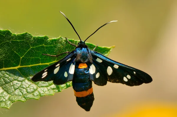 stock image Butterfly outdoor (amata fabricius)