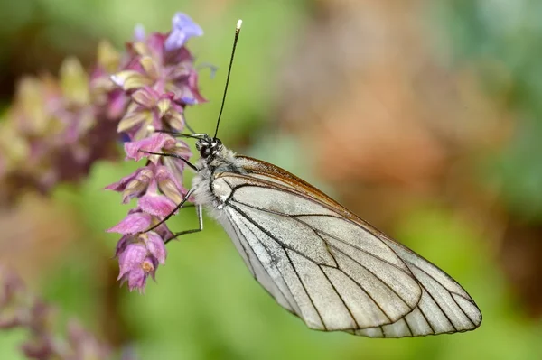 Motýl v přirozeném prostředí (aporia crataegi) — Stock fotografie