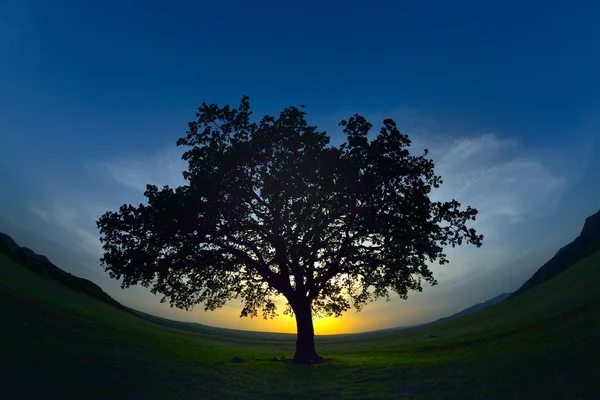 Osamělý strom na poli za svítání — Stock fotografie