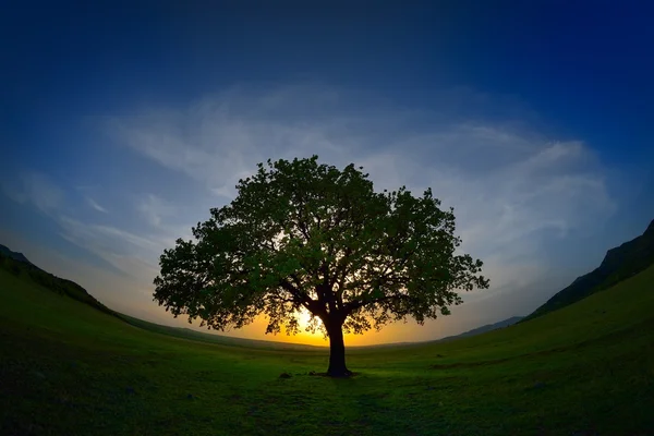 Albero solitario sul campo all'alba — Foto Stock