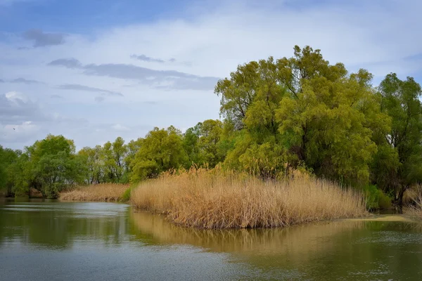 Wetland in het voorjaar van — Stockfoto