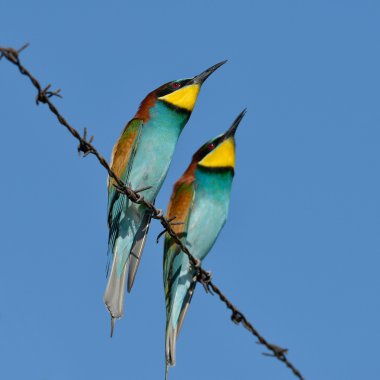 European bee-eater (Merops Apiaster) outdoor clipart