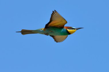 Avrupa Arı Yiyen (Merops Apiaster))