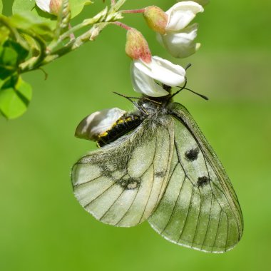 Butterfly in natural habitat (parnassius mnemosyne) clipart