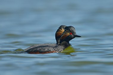 (Podiceps nigricollis gölde su kuşları)