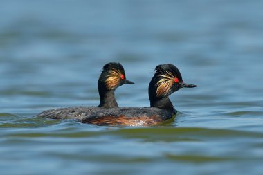 (Podiceps nigricollis gölde su kuşları)