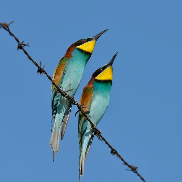 stock image European bee-eater (Merops Apiaster) outdoor