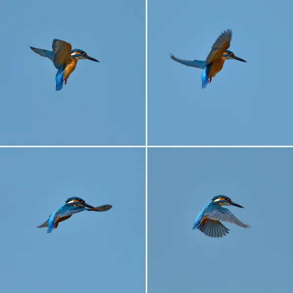Eisvogel im Flug (alcedo atthis) — Stockfoto