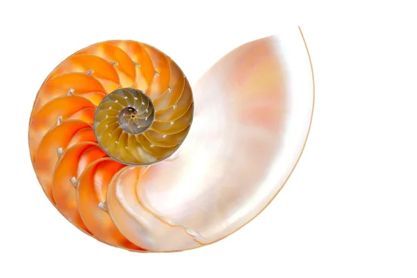 stock image Nautilus shell isolated on white background