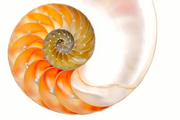 Nautilus coquille isolée sur fond blanc — Photo