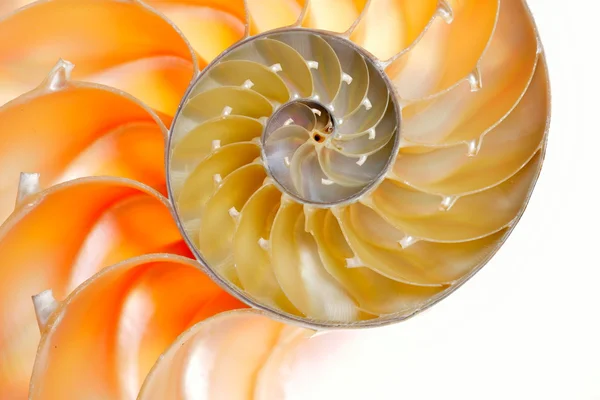 Beyaz arka plan üzerinde izole nautilus kabuğu — Stok fotoğraf