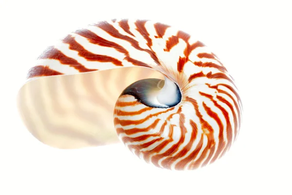 Nautilus concha aislada sobre fondo blanco — Foto de Stock