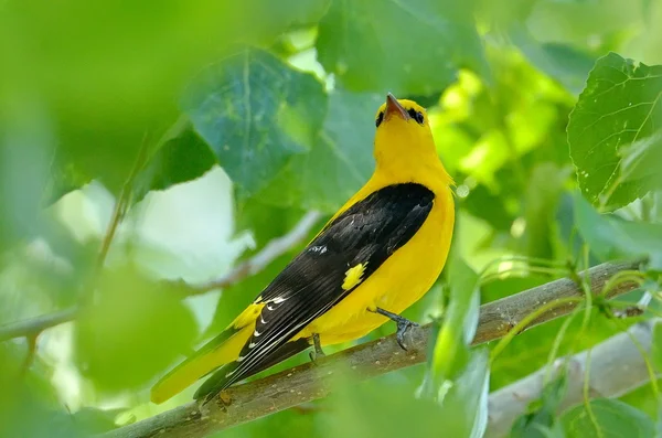 Uccello giallo su un albero — Foto Stock