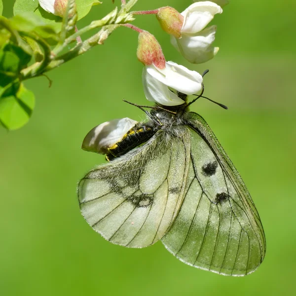 Butterfly in natural habitat (parnassius mnemosyne) — Stock Photo, Image