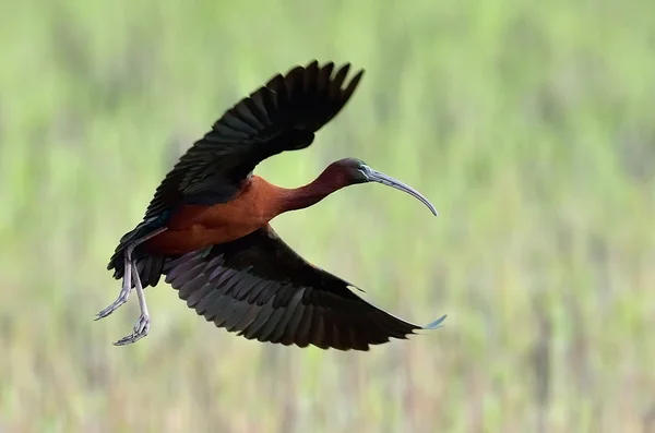 Glossy ibis (plegadis falcinellus) — Stock Photo, Image