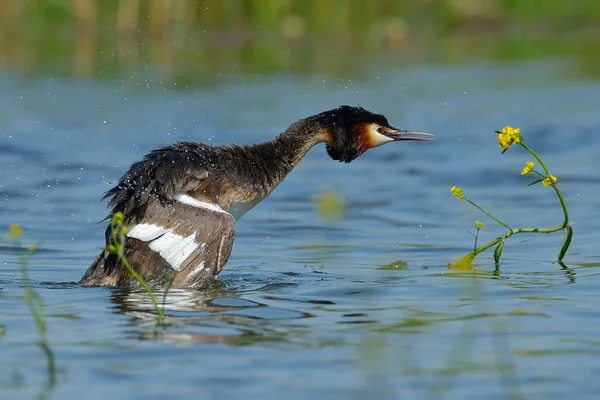 Vodní pták na jezeře (podiceps cristatus) — Stock fotografie