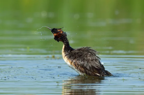 Water bird on the lake (podiceps cristatus) — Stock Photo, Image